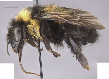 Media type: image;   Entomology 15282 Aspect: habitus lateral view